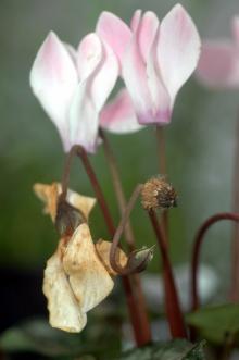 Image related to Cyclamen-Botrytis Blight