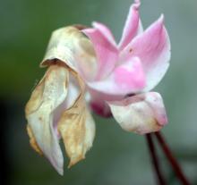 Image related to Cyclamen-Botrytis Blight