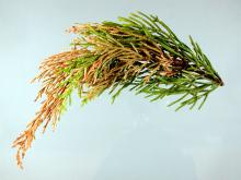 Image related to Cypress (Cupressus spp.)-Canker