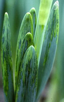 Image related to Daffodil (Narcissus spp.)-Virus Diseases