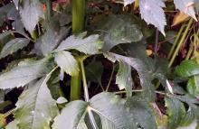 A few Dahlia leaves