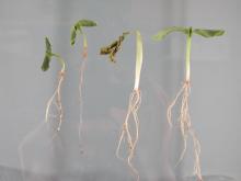 Image related to Cucumber (Cucumis sativus)-Damping-off