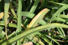 Image related to Daylily (Hemerocallis spp.)-Daylily Rust