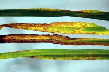 Image related to Daylily (Hemerocallis spp.)-Daylily Rust