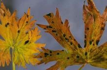 Image related to Delphinium-Black Leaf Spot