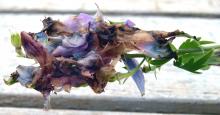 Image related to Delphinium-Botrytis Blight