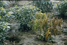 Image related to Diagnosis and Control of Phytophthora Diseases