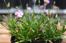 Image related to Dianthus (Sweet William)-Botrytis Blight