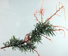 Photo showing Shoot blight on mountain hemlock.