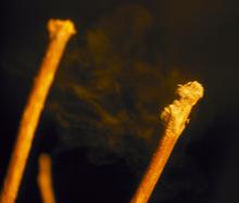 Image related to Greenhouse Plants, Ornamental-Gray Mold