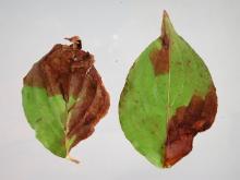 2 dogwood leaves