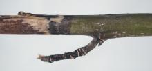 Image related to Dogwood (Cornus spp.)-Branch Cankers