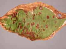 Image related to Dogwood (Cornus spp.)-Leaf Spots