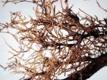 Image related to Dogwood (Cornus spp.)-Root Rot
