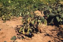 Image related to Eggplant (Solanum melongena)-Verticillium Wilt