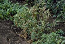 Image related to Eggplant (Solanum melongena)-Verticillium Wilt