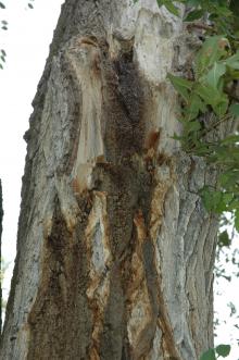 Image related to Elm (Ulmus spp.)-Bacterial Wetwood