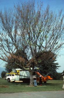 Image related to Elm (Ulmus spp.)-Dutch Elm Disease