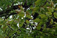 Image related to Elm (Ulmus spp.)-Dutch Elm Disease