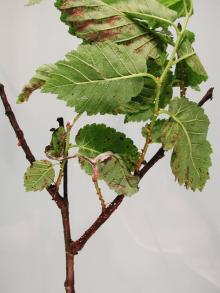 Image related to Elm (Ulmus spp.)-Nectria Canker