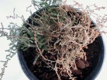 Image related to Erica sp. (Heath)-Root Rot