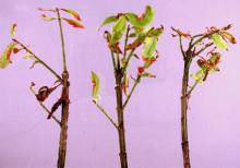 Image related to Euonymus-Bacterial Blight