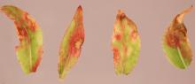 Image related to Euonymus-Bacterial Blight