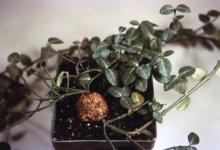 Image related to Euonymus-Crown Gall