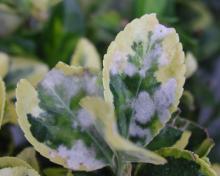 Image related to Euonymus-Powdery Mildew