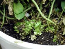 Small plantlets at the bottom of a potted plant