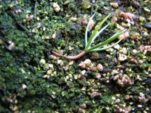 Image related to Fir, Douglas and True-Damping-off