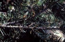 Image related to Fir, Douglas and True-Dwarf Mistletoe