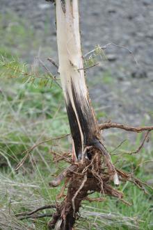 Image related to Fir, Douglas (Pseudotsuga menziesii)-Black-Stain Root Disease