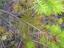 Douglas-fir needles