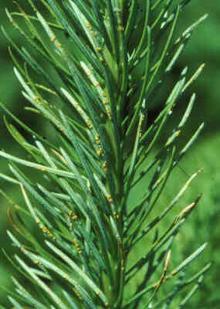 Image related to Fir, Douglas (Pseudotsuga menziesii)-Rust