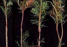 Image related to Fir, Douglas (Pseudotsuga menziesii)-Upper Stem Canker