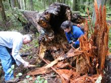 Two people examining decay of tree