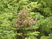 Image related to Fir, True (Abies spp.)-Broom Rust