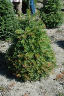 Image related to Fir, True (Abies spp.)-Current-season Needle Necrosis