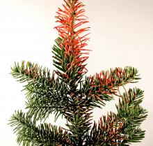 Image related to Fir, True (Abies spp.)-Current-season Needle Necrosis