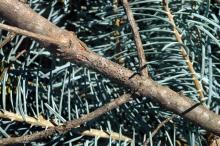 Image related to Fir, True (Abies spp.)-Grovesiella Canker