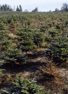 Image related to Fir, True (Abies spp.)-Root Rot, Phytophthora