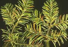 Image related to Fir, True (Abies spp.)-Rusts