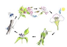 Fire blight disease cycle.