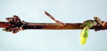 Image related to Forsythia-Bacterial Blight