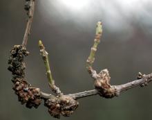 Image related to Forsythia-Stem Gall