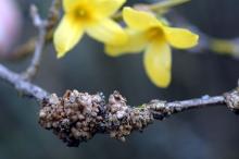 Image related to Forsythia-Stem Gall