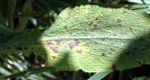 Image related to Foxglove (Digitalis spp.)-Leaf Spots