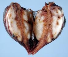 Split corm of Freesia