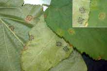 Image related to Hazelnut (Corylus avellana)-Leaf Spots